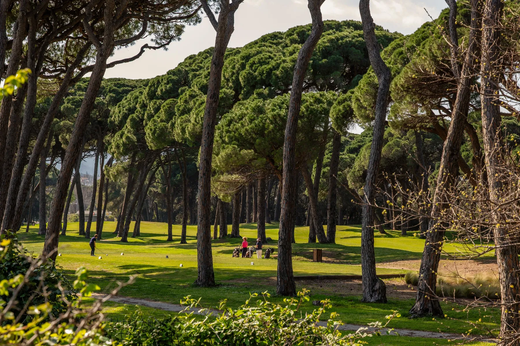 Un groupe de personnes joue au golf dans un parc arboré avec des arbres hauts et une pelouse verte