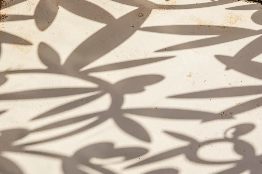 Ombres de feuilles projetées sur une surface claire et lisse